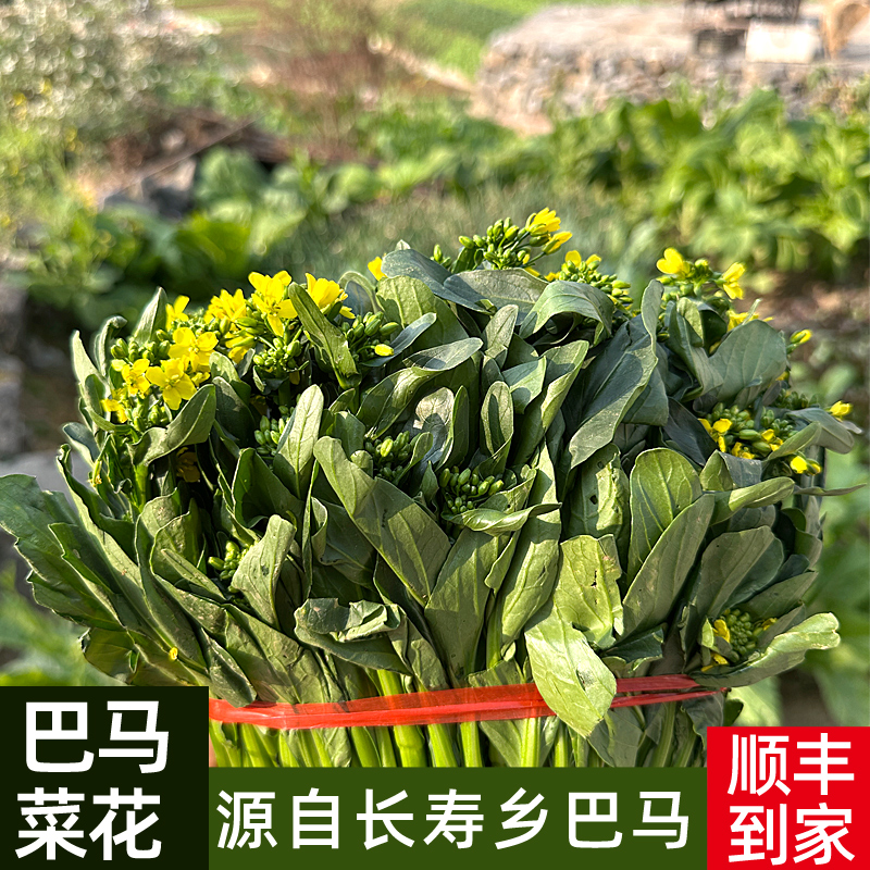 广西巴马菜心菜花新鲜现摘现发当季蔬菜