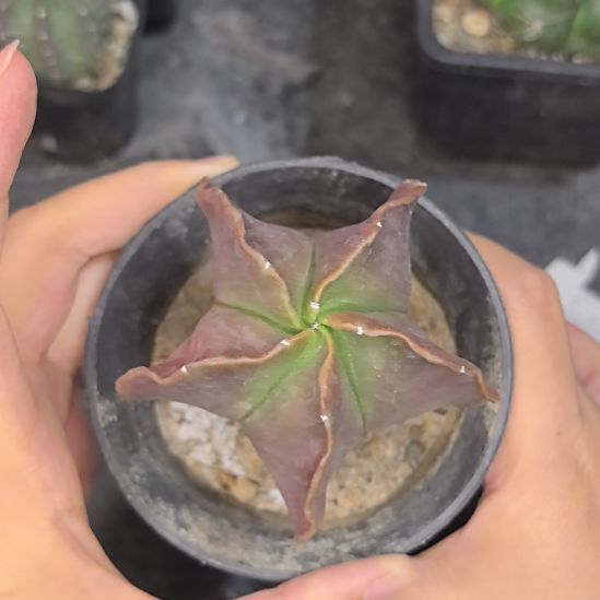 实生鸾凤玉直径7带盆土