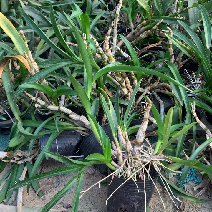 完全开放原种细叶香花秋石斛3苗裸根