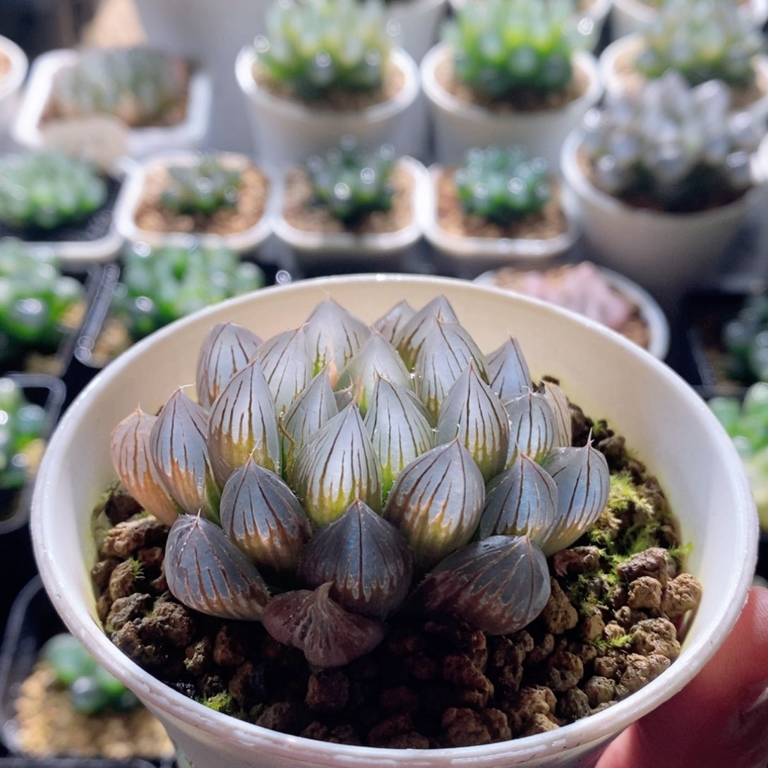 霓虹灯锦多肉植物多肉植物