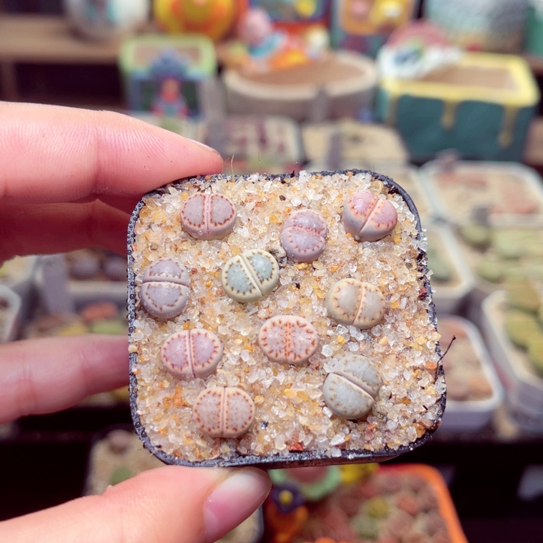 246号带盆包邮发货