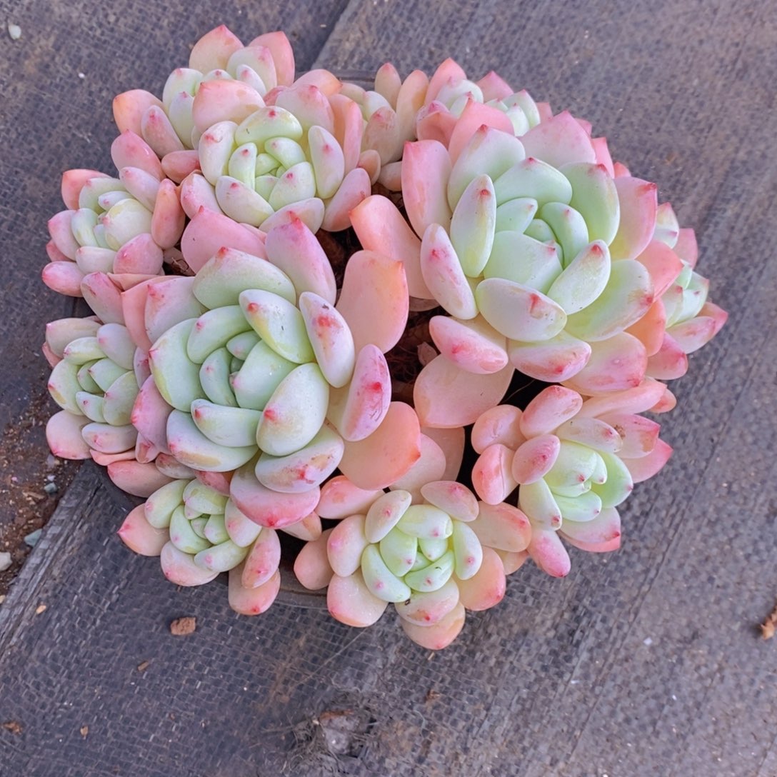 ****”望舒 一物一拍 多肉