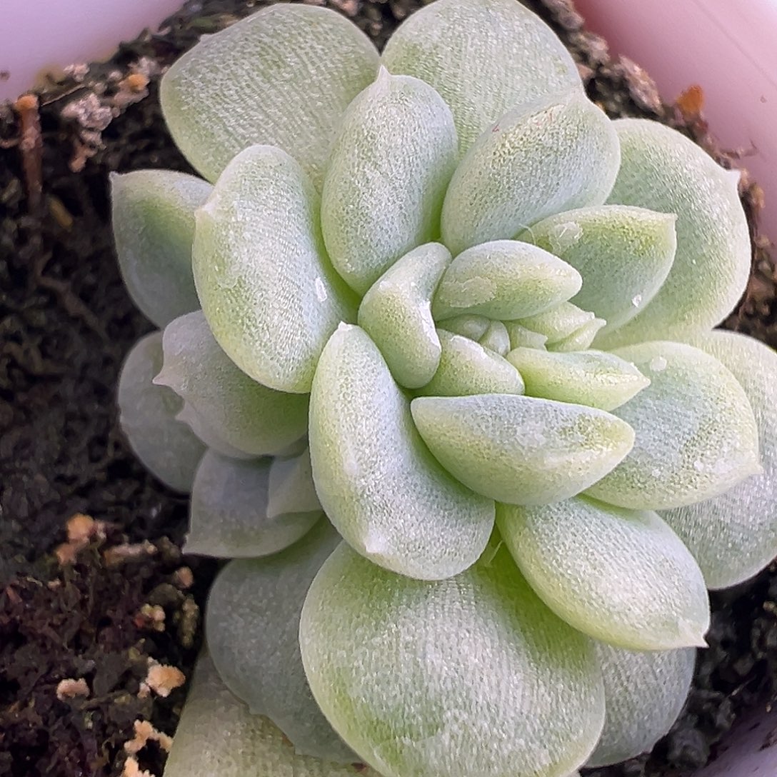 财富姐妹疑似缀化福利 