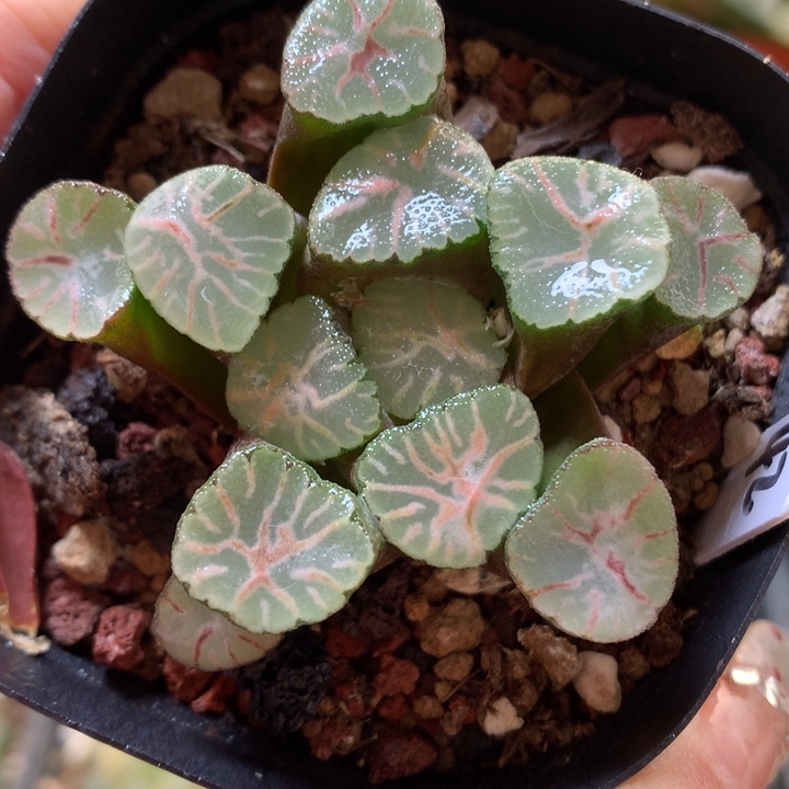 火烧云万象带盆土发货