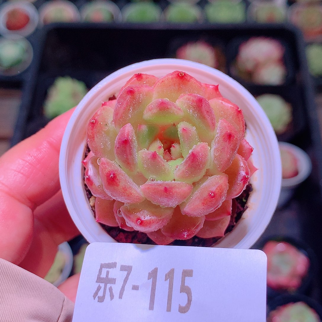 乐然7-115 新品单头 