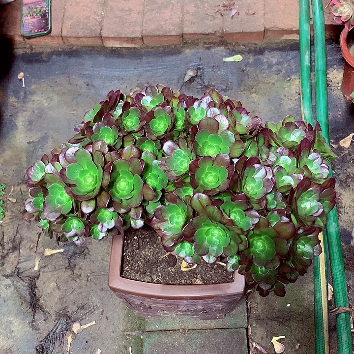 万缀朵朵，多肉植物