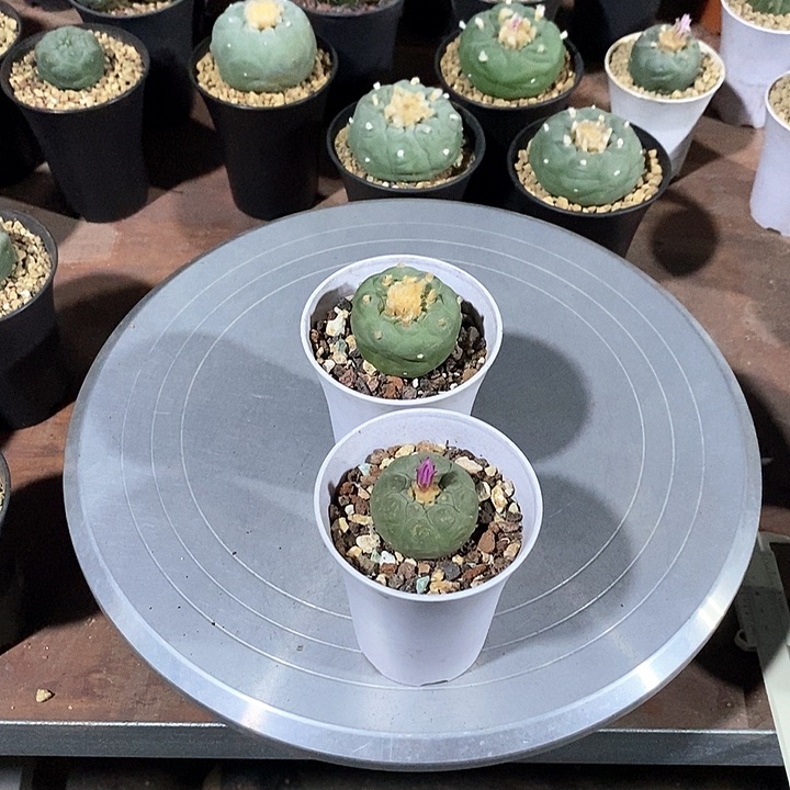 寧**遠海鲜实生脱土发货