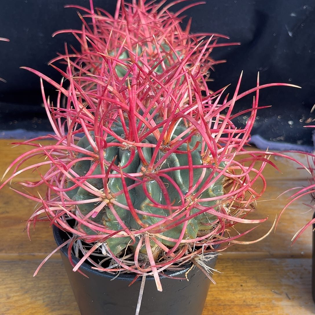 汤圆植物大龙冠卷刺彩虹色