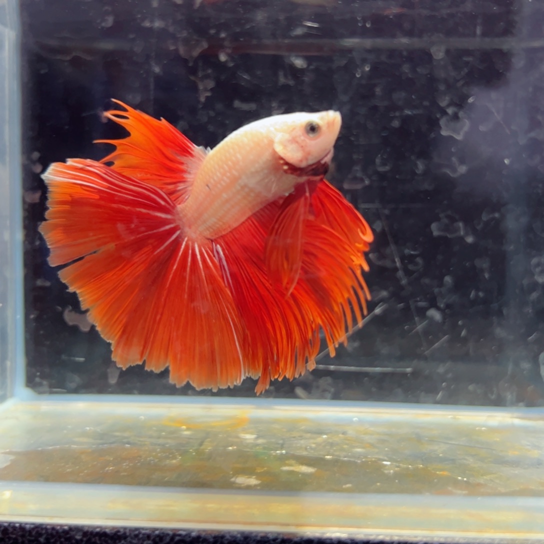 斗鱼浅色特殊尾hhhh