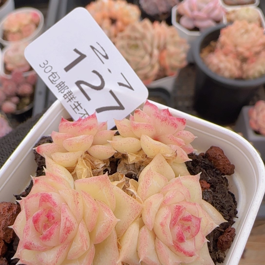 白天鹅麦秆群一颗脱土