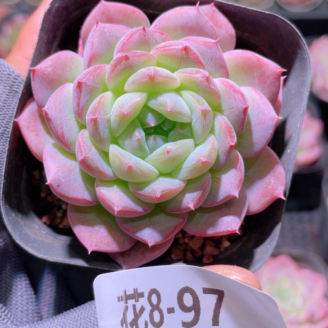 花利美 8-97白桃汽水