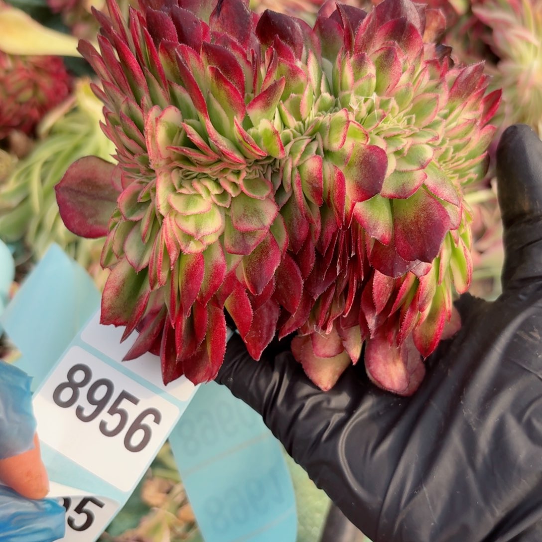 你8955 号多肉法师特价没有根