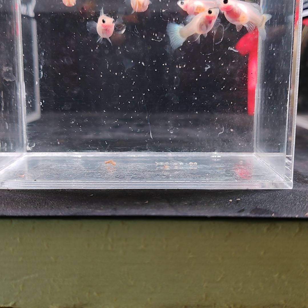 孔雀鱼编号30黄金玻璃猫