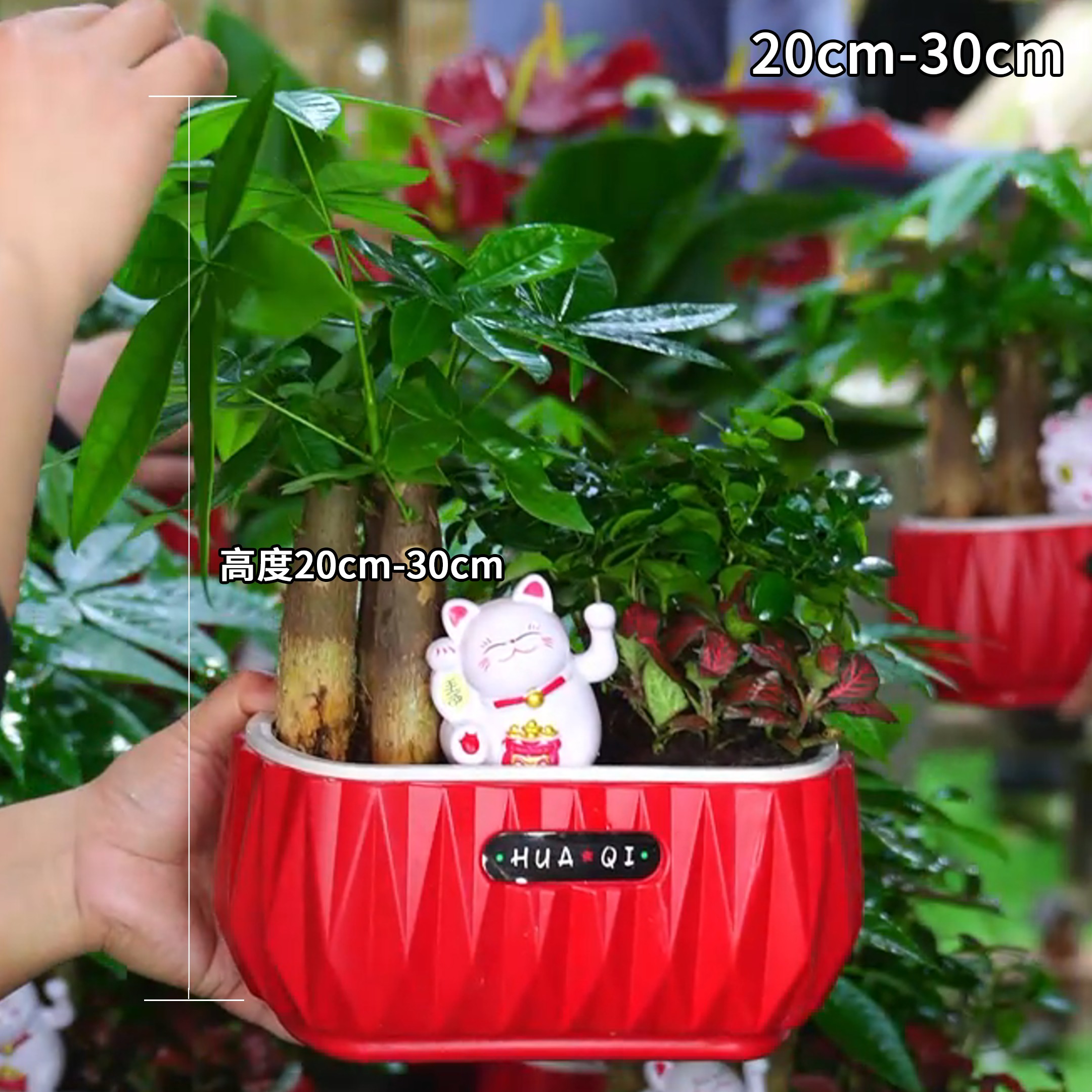发财树盆栽绿植花卉植物懒人好养易活四季常青室内客厅桌面小盆景