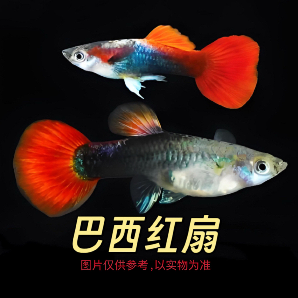 巴西红扇纯种孔雀鱼公母搭配可繁殖