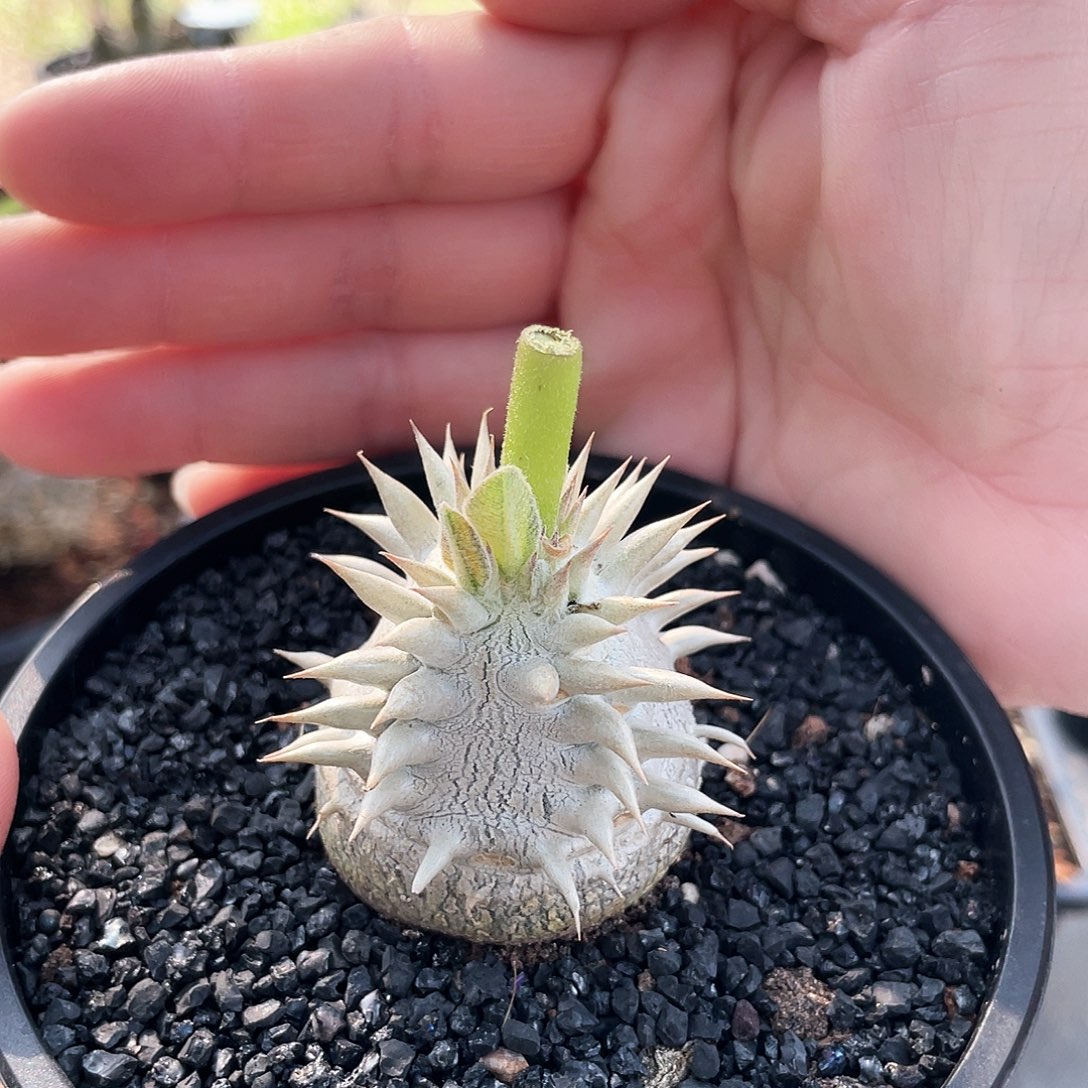 6666666666666666666666