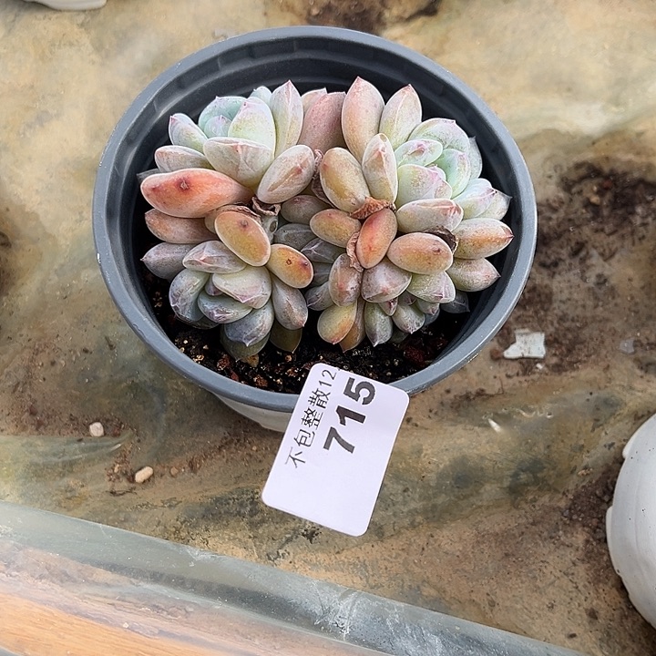 阿雅园艺。       715星影