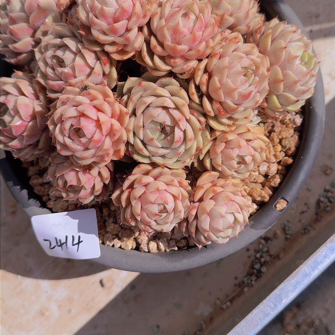 樊*樊2414本巴多肉植物