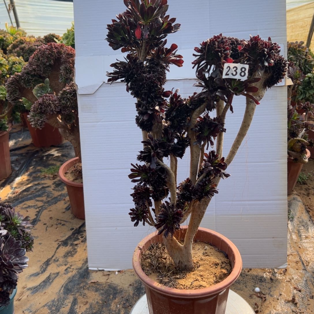 有伤黑缀238一颗