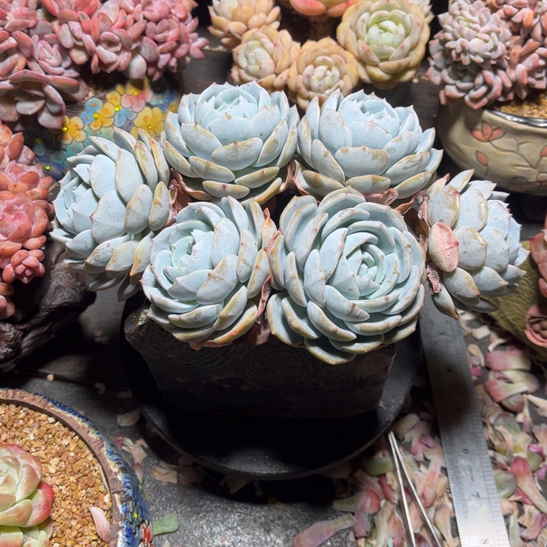 白茶老桩自然群默认有瑕