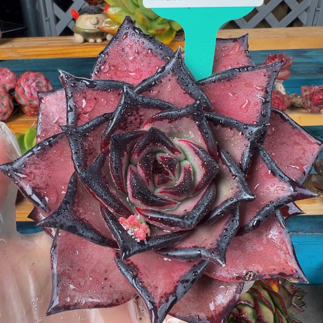 从前慢多肉精选编号0222.199