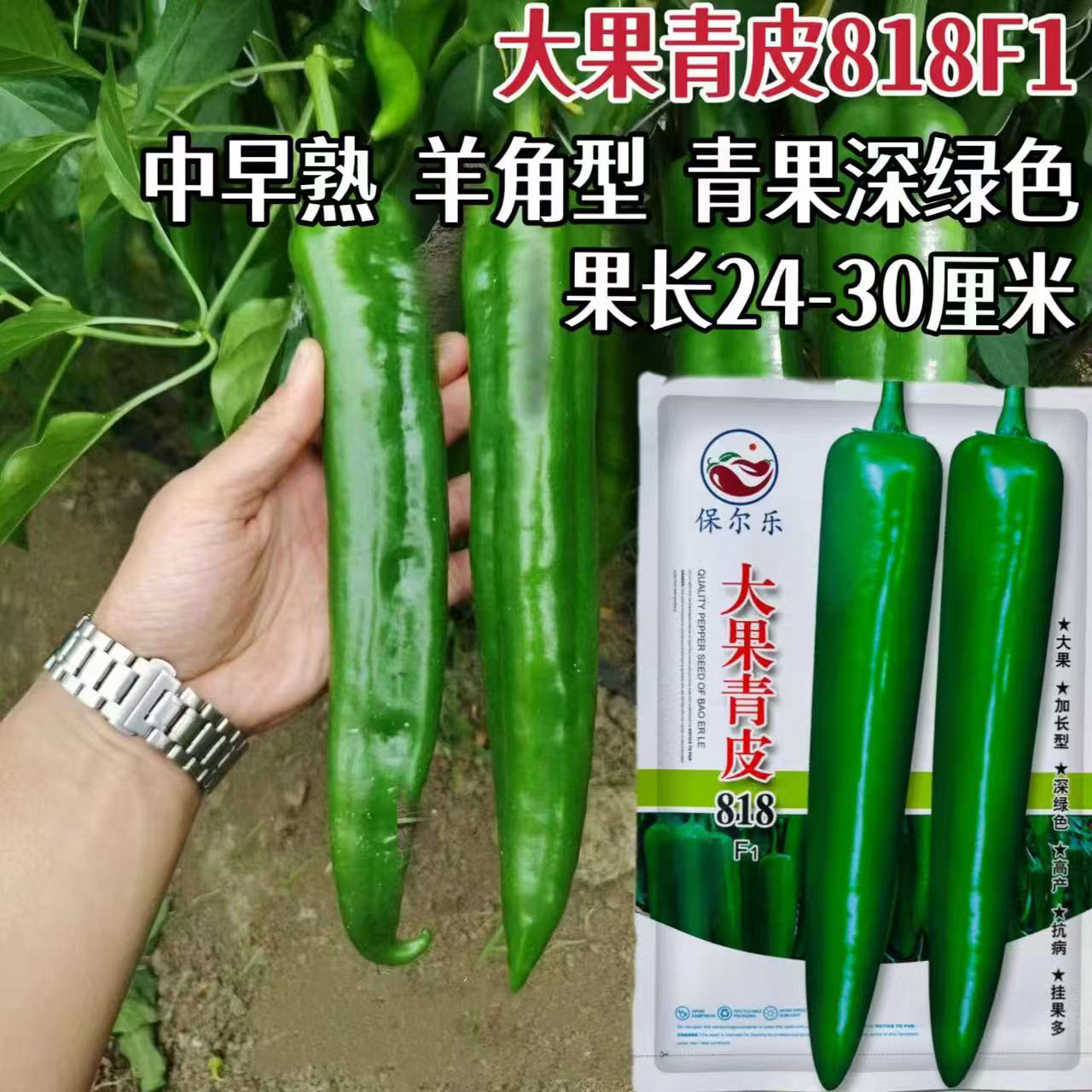 大果青皮818辣椒种子摇钱树春秋播种高产抗病新品种辣椒种子正品