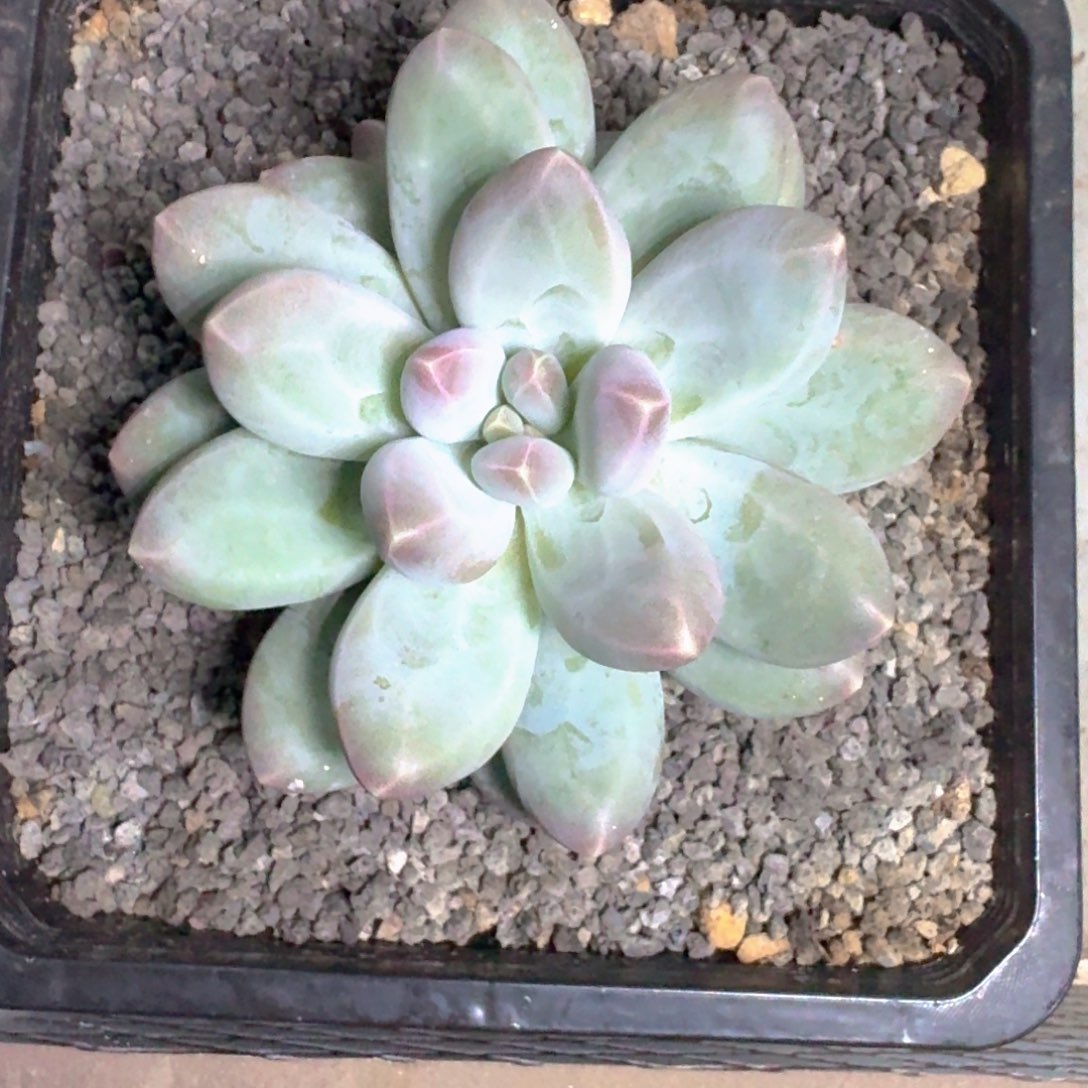 维珍美人 一物一拍