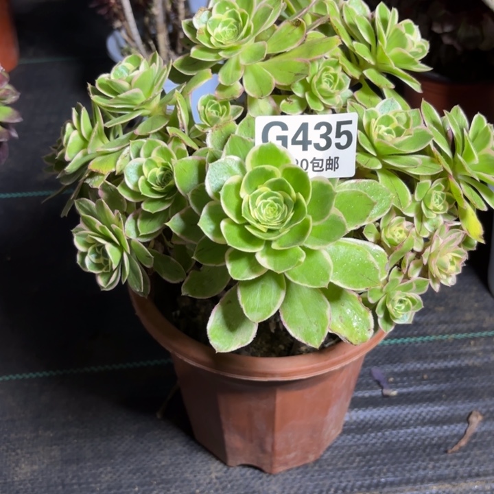 瑞妈一物一拍435