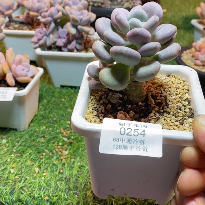 0254啊啊啊啊啊啊啊啊啊啊