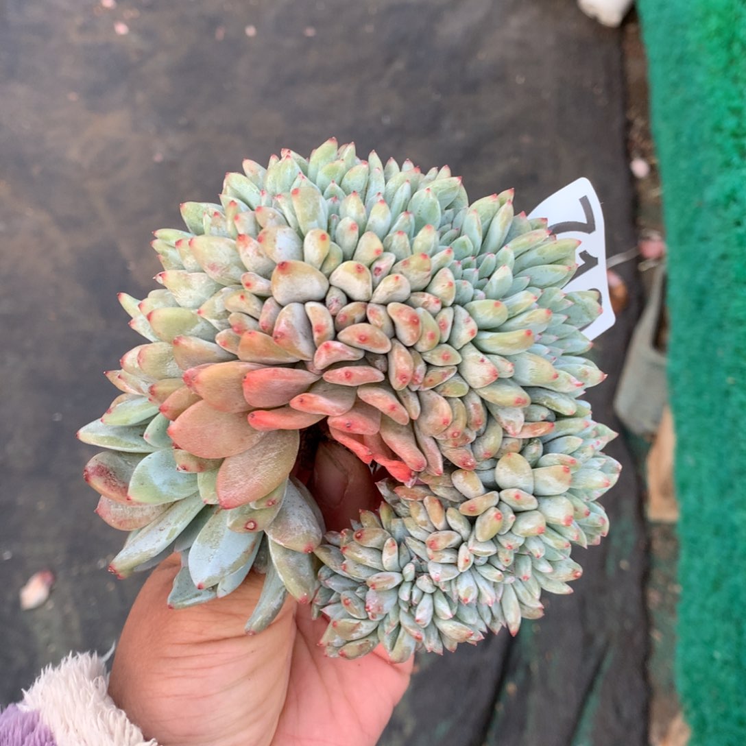 719橙子缀化多肉植物