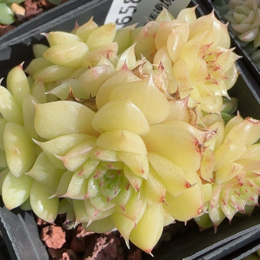 花语逸镜0130-658散