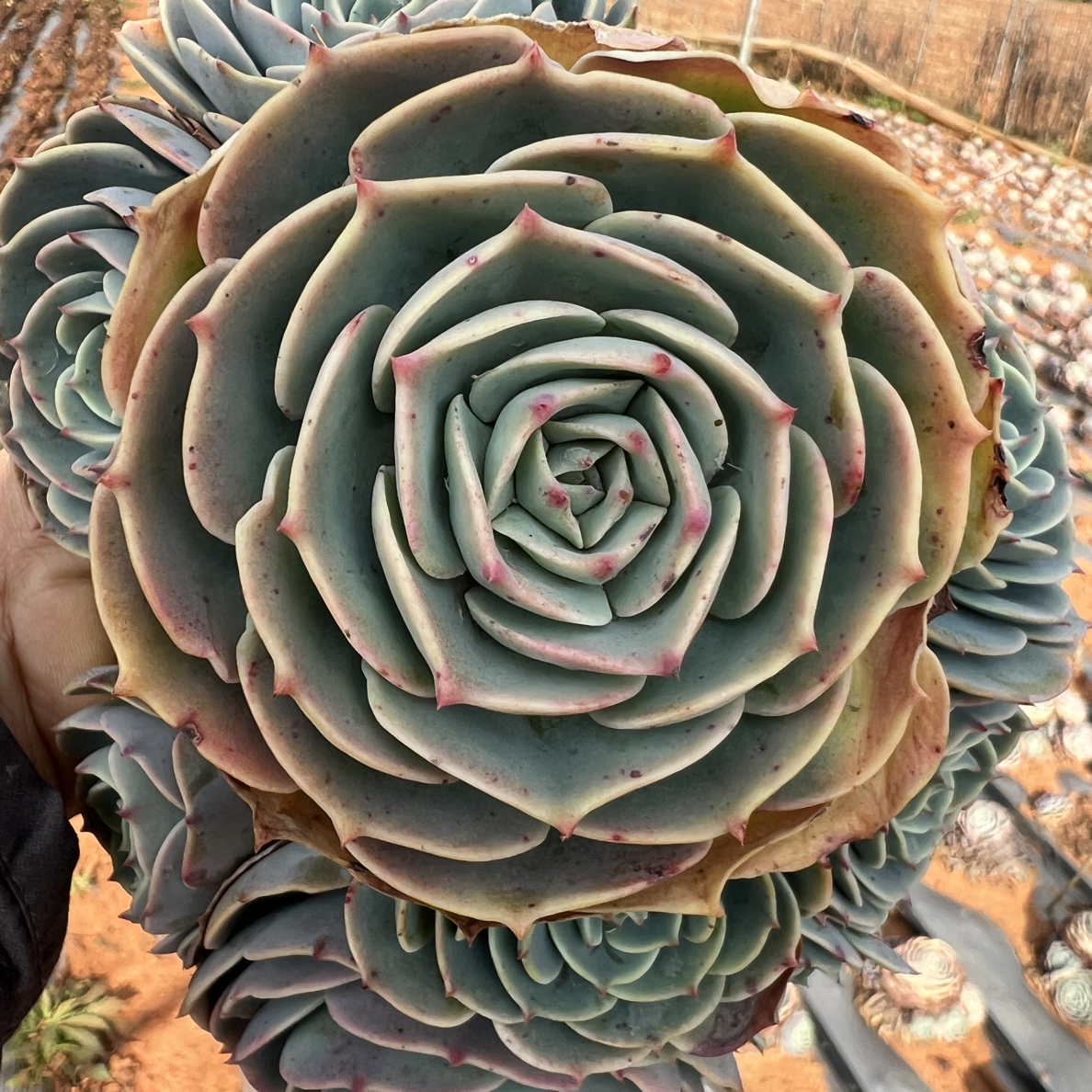 地栽老桩玉蝶多头18-20CM 1颗  多肉植物