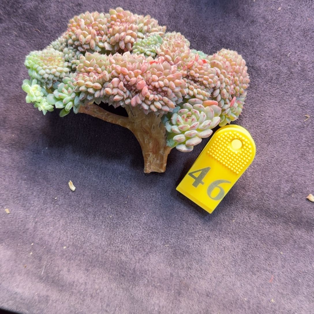 白胖子缀化一物一拍46