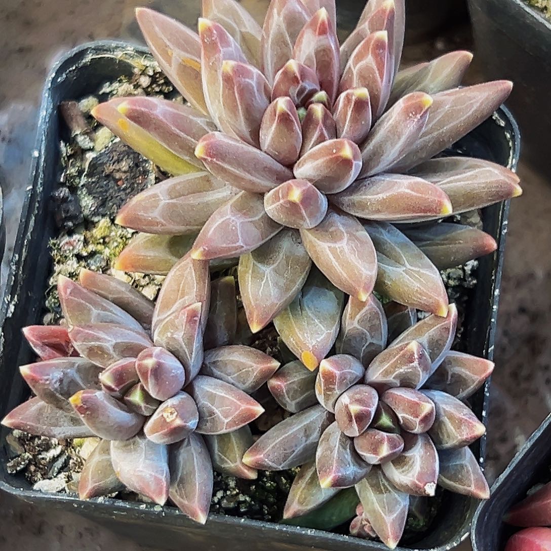 桔云多肉美人精品系列