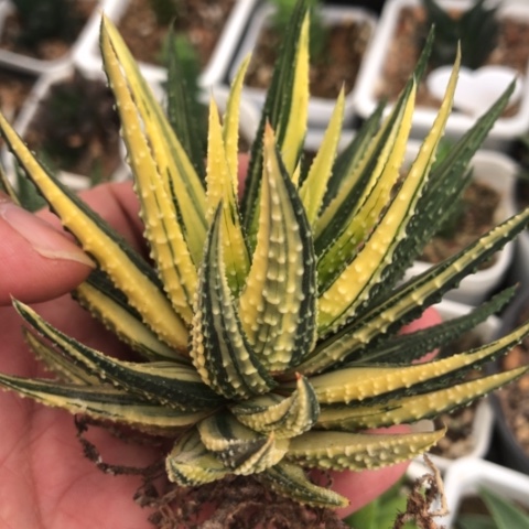 原始硬叶锦硬叶锦