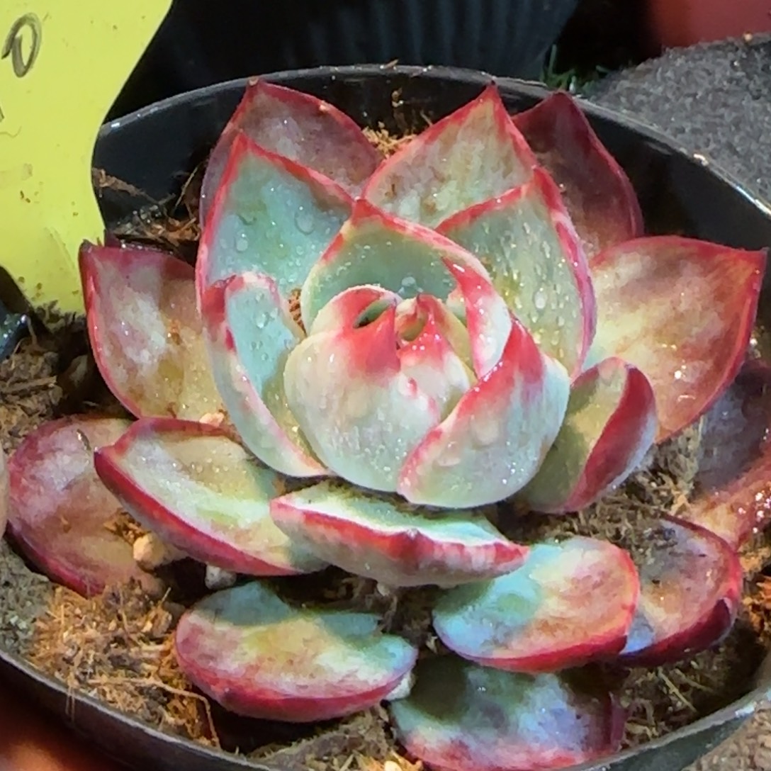 惊鸿一物一拍包装收缩花旱410