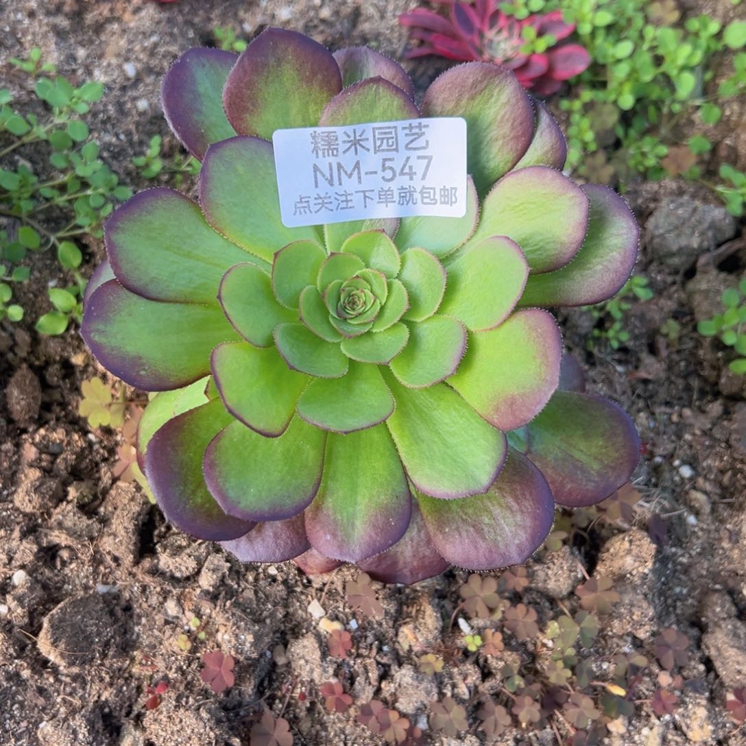 雨荷多肉植物手捧547