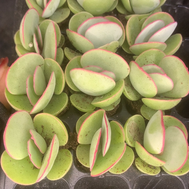 白眉7颗。包邮。多肉。