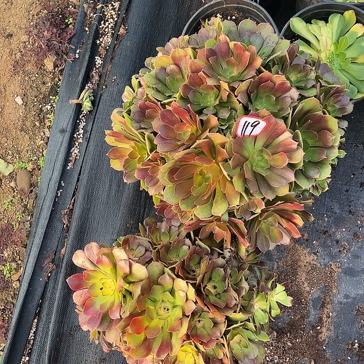 多肉植物119不售后
