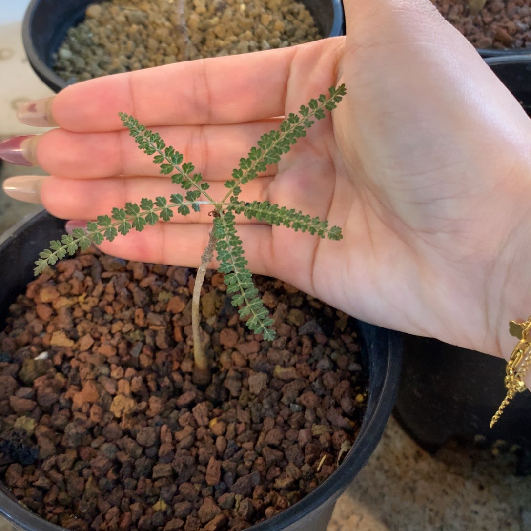 索科特拉乳香实生实生