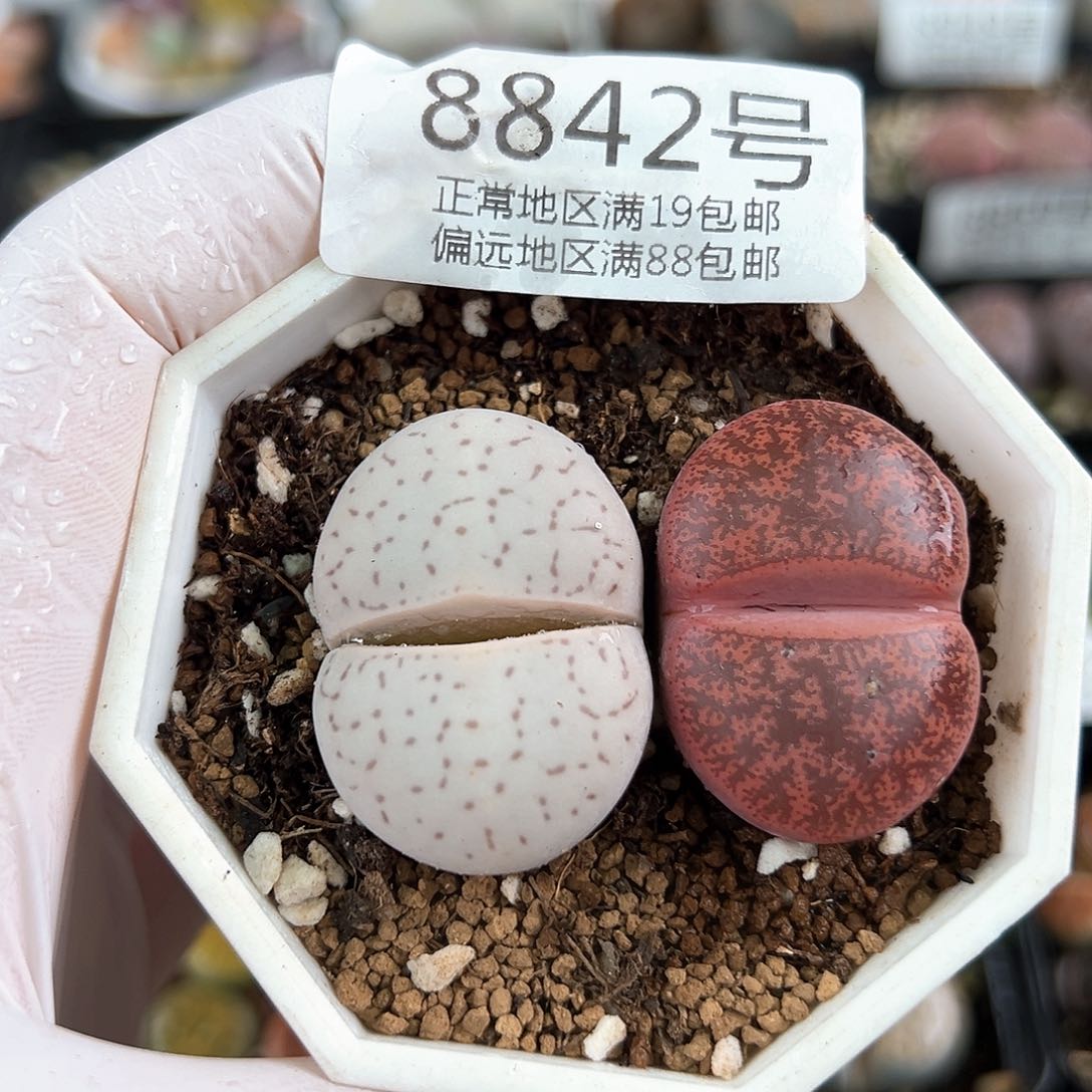 好养易活生石花大母本8842