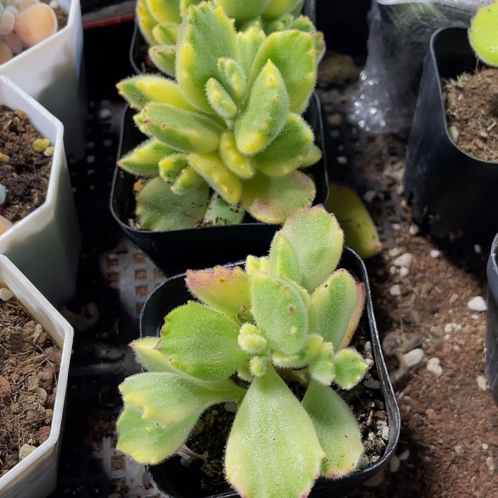 白熊3.8带盆土发货