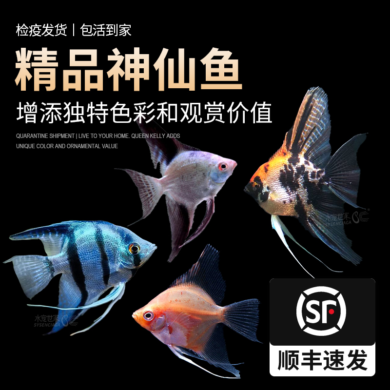 小型活体观赏鱼小型燕鱼热带鱼秘鲁神仙红头三色黑神仙小花仙