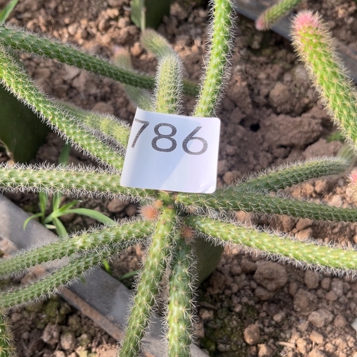 荣***姐垂吊鼠尾紫色^_^786