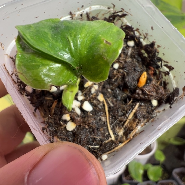 斑****完全开放龟背竹种苗