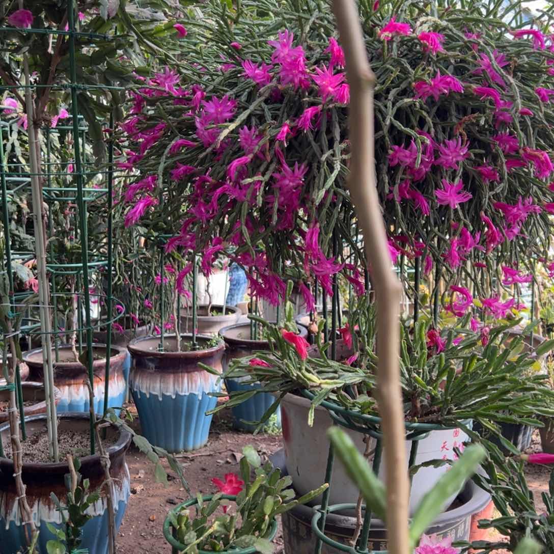 心**程叶仙嫁接一层紫色异类带花架