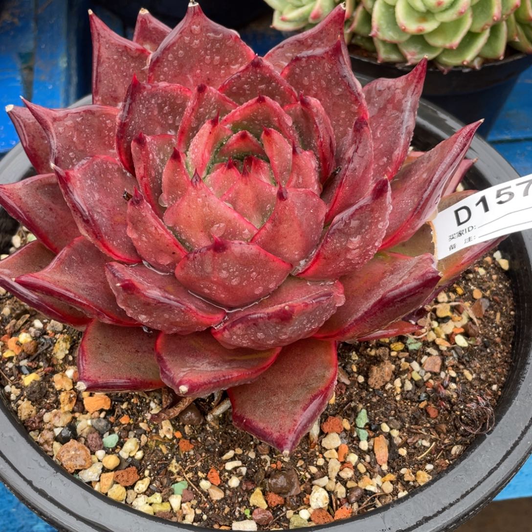 无花朵若如东云组拍D157