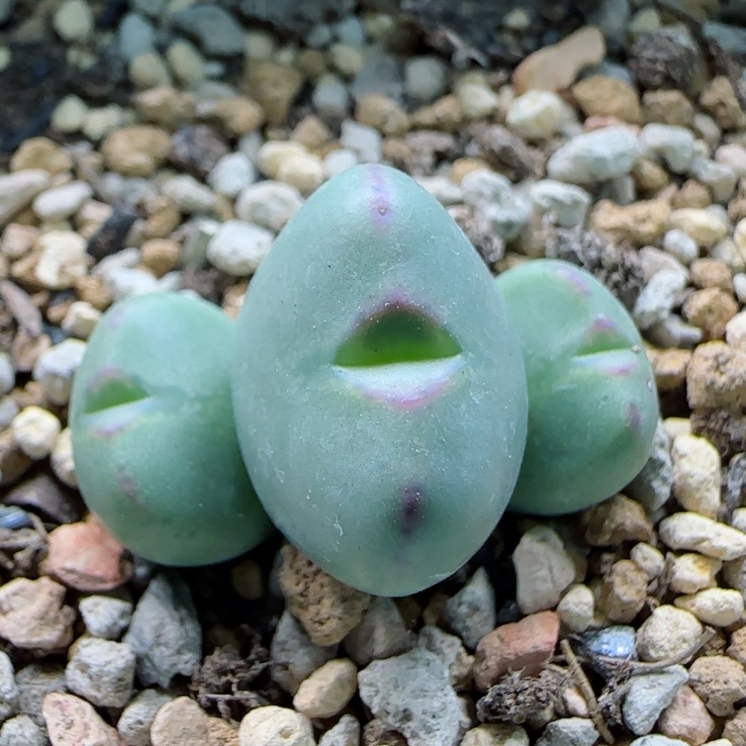 2-5-2-5新年8.8折满58包邮雷神杂脱土