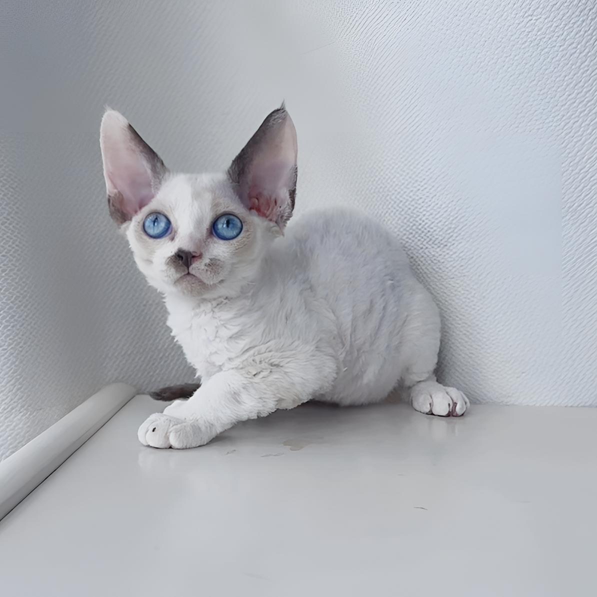 德文雕三花妹妹蓝眼