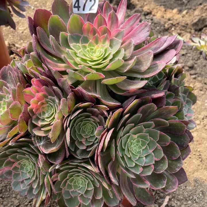 472多肉植物万花筒